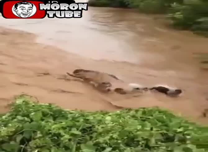 Video :The floods carry a herd of cattle away